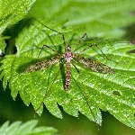 Epiphragma ocellare  11771__26CHML01855o