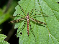 Epiphragma ocellare  11772__26CHS02743o