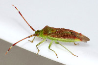 Pantilius tunicatus  11773