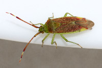 Pantilius tunicatus  11774