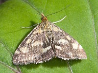 Pyrausta purpuralis  11775__26CHU05667o