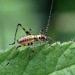 Phaneroptera nana  11776__DH-SH159