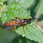 Eutanyacra crispatoria  11777__26CHS05771o