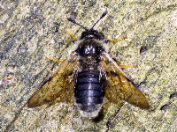 Trichiosoma sorbi  11778__26CHA02107o