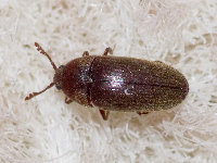 Trixagus sp.  11779__26CHM03842o