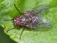 Phaonia cf. tuguriorum  11780__26CHML01859o