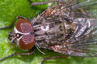 Phaonia cf. tuguriorum  11781__26CHML01859y