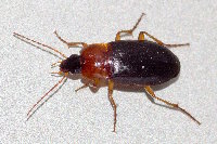 Calathus melanocephalus  11782__26CHM03969o