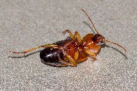Calathus melanocephalus  11783__26CHM03937o