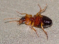 Calathus melanocephalus  11784__26CHM03940o