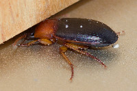 Calathus melanocephalus  11785__26CHM03963x