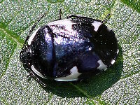 Tritomegas sexmaculatus  11786__DE-SH160