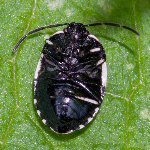 Tritomegas bicolor  11787__26CHS01368o
